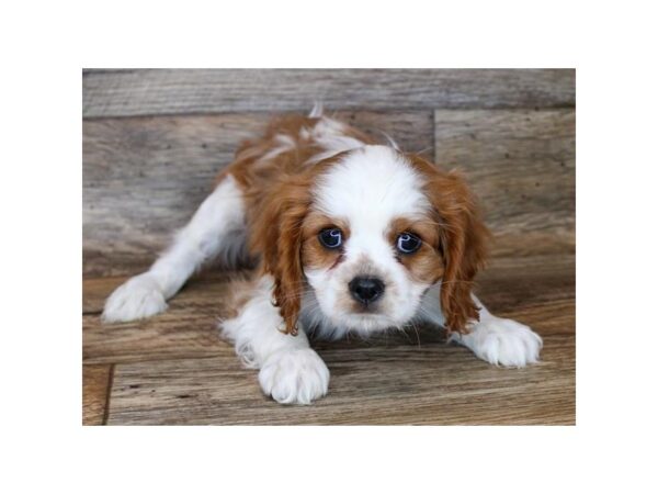 Cavalier King Charles Spaniel DOG Male Blenheim 11360 Petland Henderson, Nevada