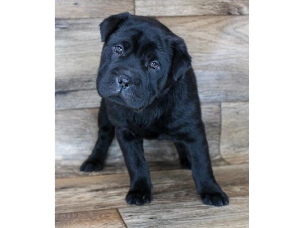 Ori Pei-DOG-Female-Black-11358-Petland Henderson, Nevada