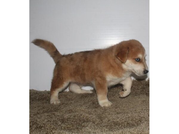 Akita/Poodle-DOG-Male--11357-Petland Henderson, Nevada