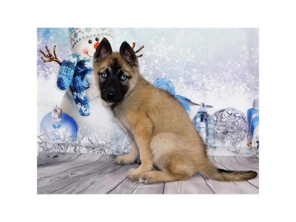 Siberian Husky/Belgian Tervuren DOG Female Mahogany / Black 11365 Petland Henderson, Nevada