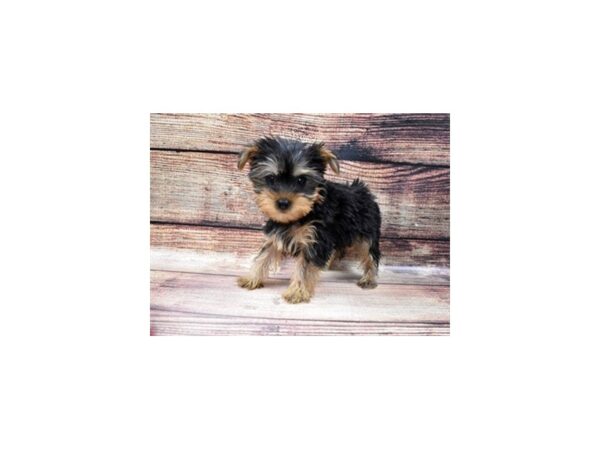 Yorkshire Terrier DOG Female Black and Tan 11371 Petland Henderson, Nevada