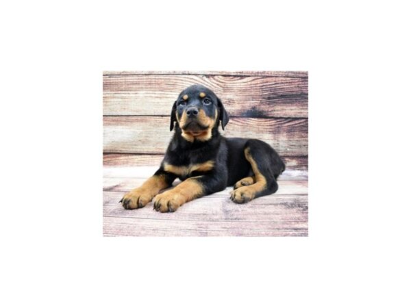 Rottweiler-DOG-Male-Black and Mahogany-11370-Petland Henderson, Nevada