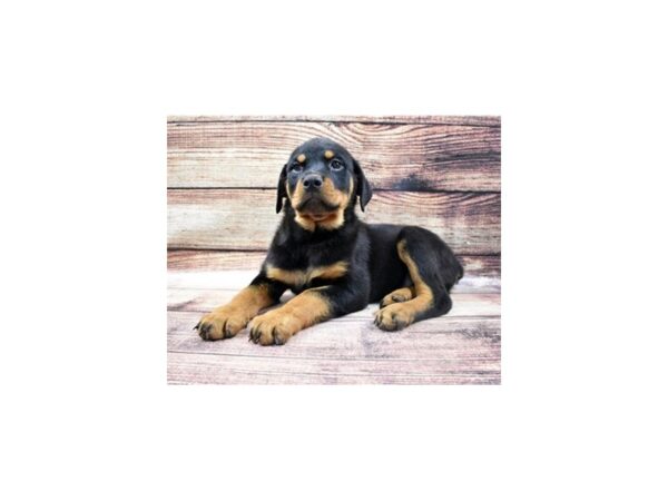 Rottweiler DOG Male Black and Mahogany 11370 Petland Henderson, Nevada