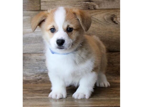 Pembroke Welsh Corgi DOG Male Sable & White 11378 Petland Henderson, Nevada