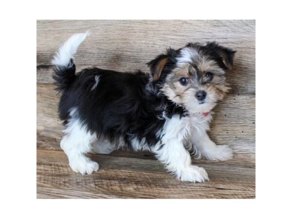 Yorkshire Terrier-DOG-Female-Black / Tan-11382-Petland Henderson, Nevada
