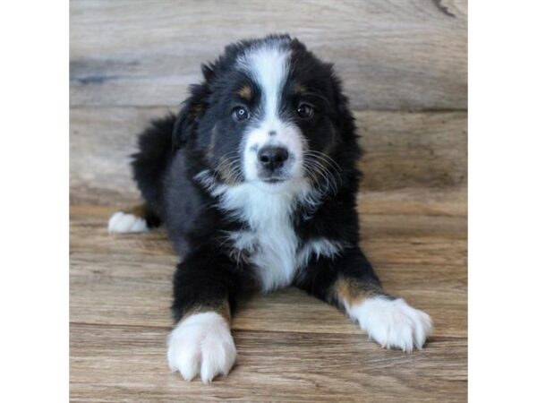 Miniature Australian Shepherd-DOG-Male-Black-11383-Petland Henderson, Nevada
