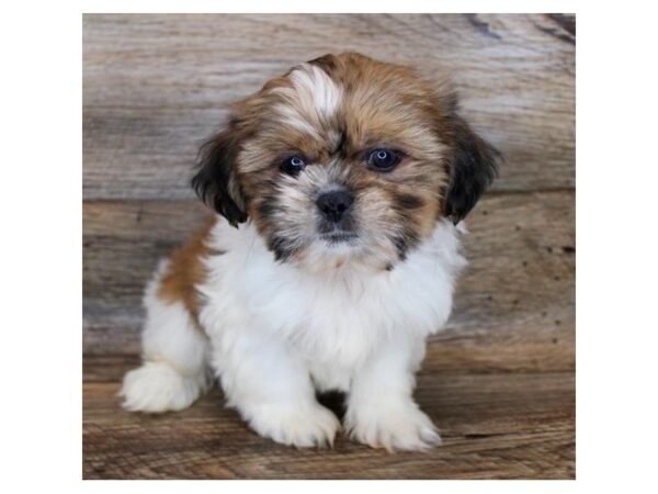 Shih Tzu DOG Male Gold / White 11381 Petland Henderson, Nevada