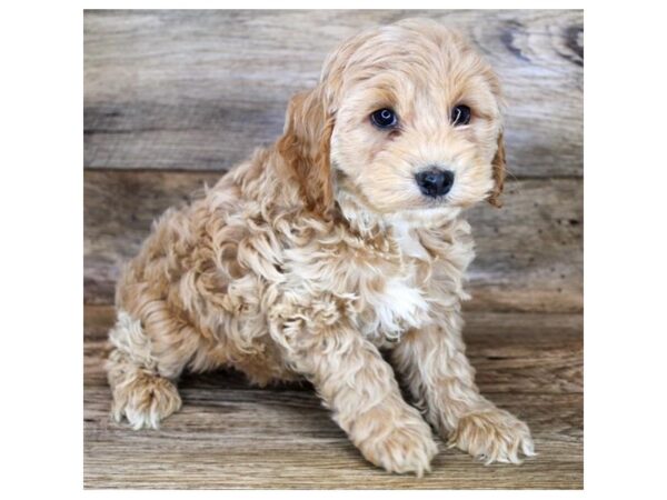 Cock A Poo-DOG-Male-Buff-11385-Petland Henderson, Nevada