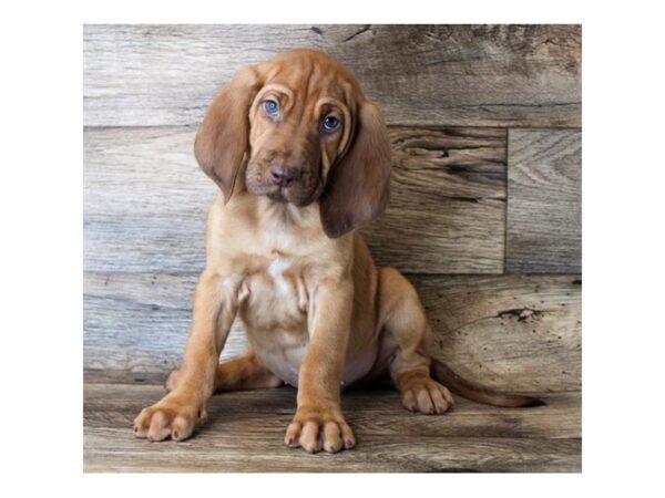 Bloodhound DOG Male Red 11384 Petland Henderson, Nevada