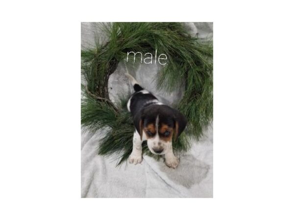 Beagle DOG Male 11375 Petland Henderson, Nevada