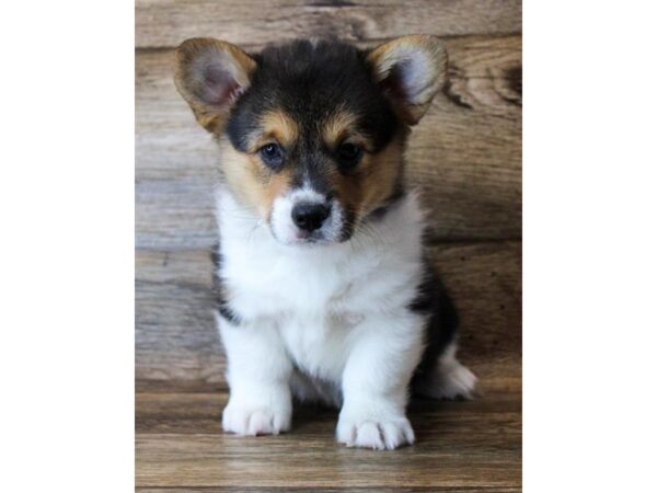 Pembroke Welsh Corgi DOG Male Black Tan / White 11379 Petland Henderson, Nevada