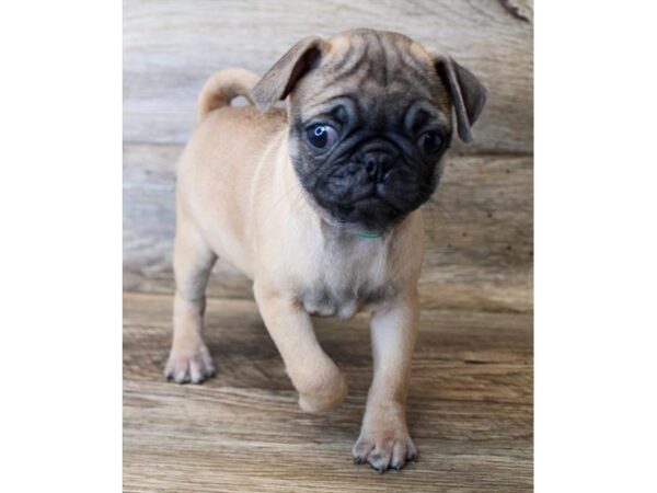 Pug-DOG-Male-Fawn-11380-Petland Henderson, Nevada