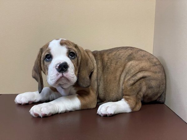 Beabull-DOG-Male-Brindle-11376-Petland Henderson, Nevada