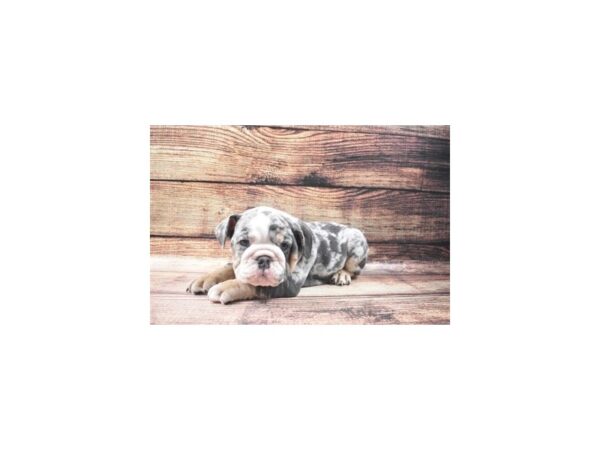 English Bulldog DOG Male Blue Merle, Tan & White 11386 Petland Henderson, Nevada