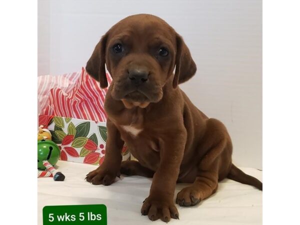 Redbone Coonhound DOG Male Red 11397 Petland Henderson, Nevada