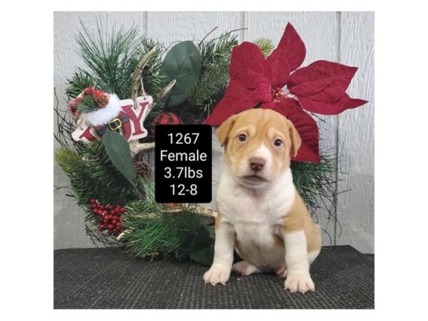 Shar-Pei/Beagle DOG Female Red 11391 Petland Henderson, Nevada