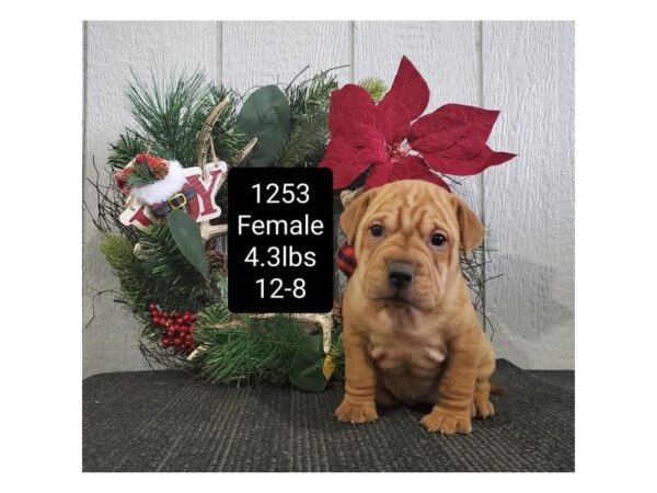 Shar-Pei/Beagle DOG Female Fawn 11392 Petland Henderson, Nevada