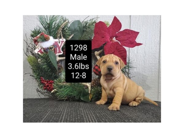 Shar-Pei/Beagle DOG Male Fawn 11393 Petland Henderson, Nevada