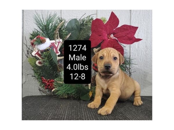 Shar-Pei/Beagle-DOG-Male-Fawn-11394-Petland Henderson, Nevada