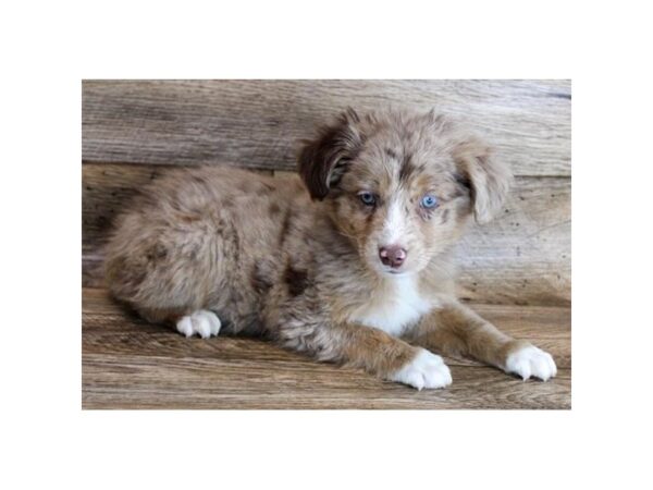 Miniature Australian Shepherd DOG Male Red Merle 11398 Petland Henderson, Nevada