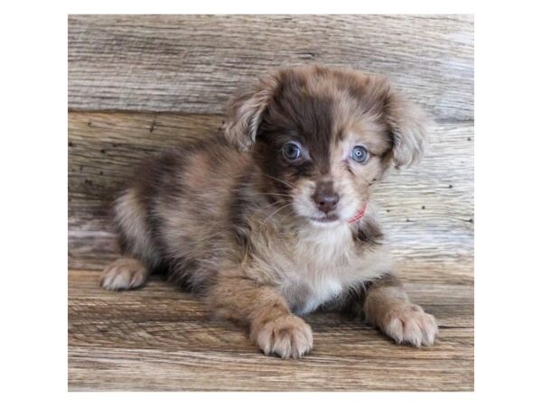 Chiweenie DOG Female Chocolate Merle 11400 Petland Henderson, Nevada