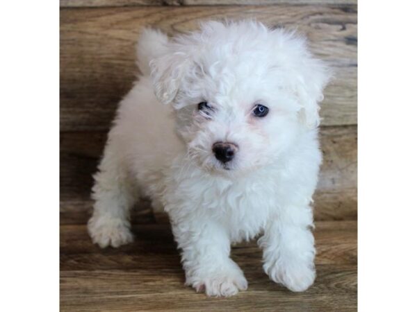 Bichon Frise DOG Male White 11399 Petland Henderson, Nevada