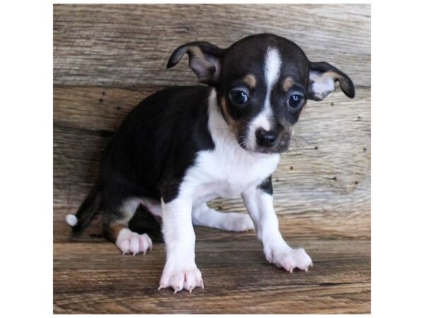 Chihuahua DOG Male Black / Tan 11401 Petland Henderson, Nevada