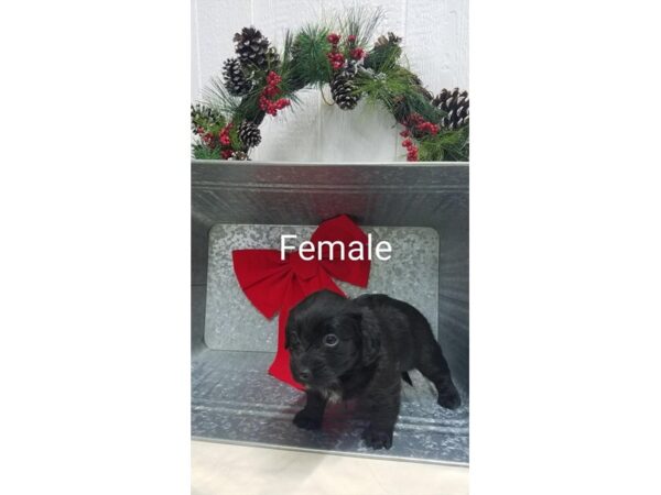 Mini Labradoodle DOG Female Black 11395 Petland Henderson, Nevada