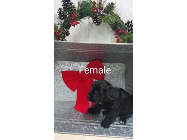 Mini Labradoodle-DOG-Female-Black-11396-Petland Henderson, Nevada