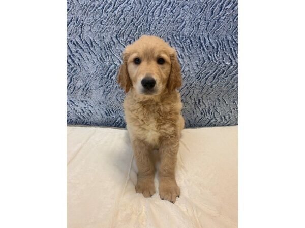 Golden Retriever DOG Male Golden 11390 Petland Henderson, Nevada