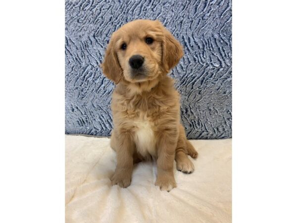 Golden Retriever DOG Female Golden 11389 Petland Henderson, Nevada