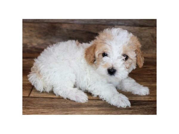 Poodle DOG Male Apricot 11415 Petland Henderson, Nevada