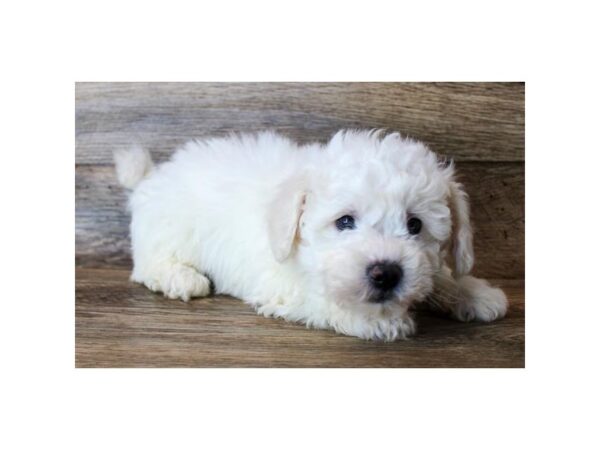 Bichon Frise DOG Male White 11410 Petland Henderson, Nevada