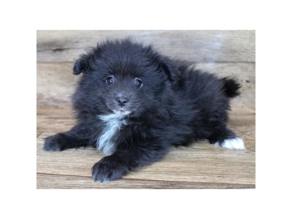 Pomeranian DOG Male Black 11414 Petland Henderson, Nevada