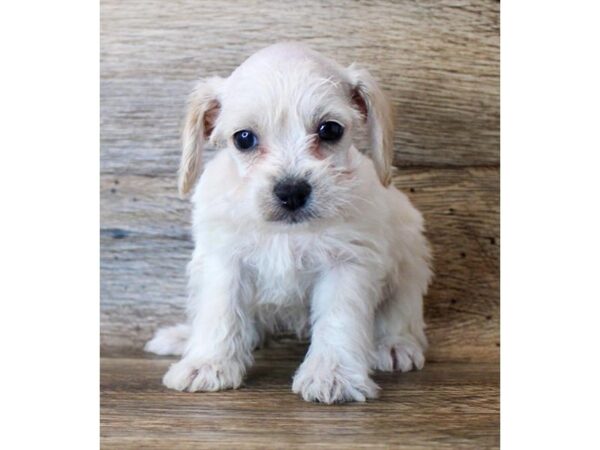 Schnoodle DOG Female Cream 11420 Petland Henderson, Nevada