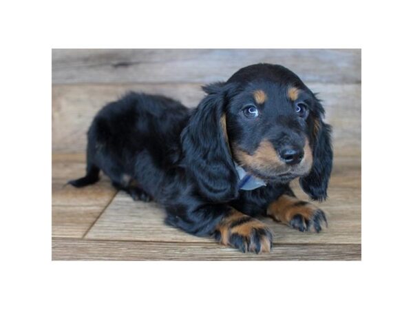 Dachshund DOG Male Black / Tan 11411 Petland Henderson, Nevada