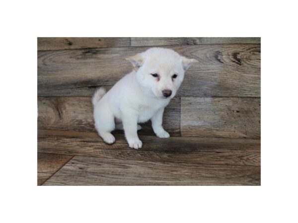 Shiba Inu DOG Female Cream 11416 Petland Henderson, Nevada