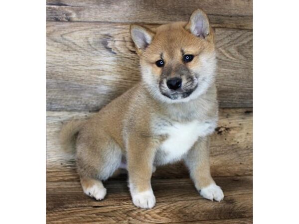 Shiba Inu DOG Male Red 11417 Petland Henderson, Nevada