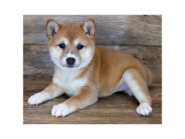 Shiba Inu DOG Female Red / White 11418 Petland Henderson, Nevada