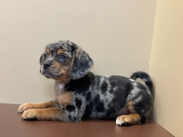 Pug/Beagle DOG Female Blue Merle 11404 Petland Henderson, Nevada