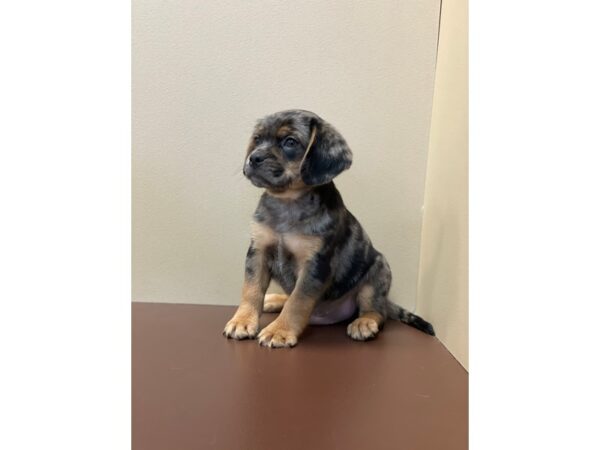 Pug/Beagle DOG Male Blue Merle 11405 Petland Henderson, Nevada