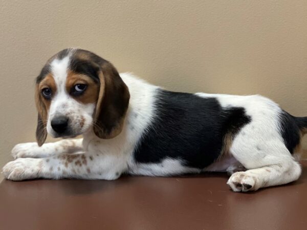 Beagle DOG Female Tri-Colored 11402 Petland Henderson, Nevada