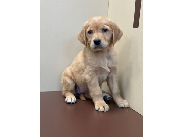 Golden Retriever DOG Female Golden 11406 Petland Henderson, Nevada