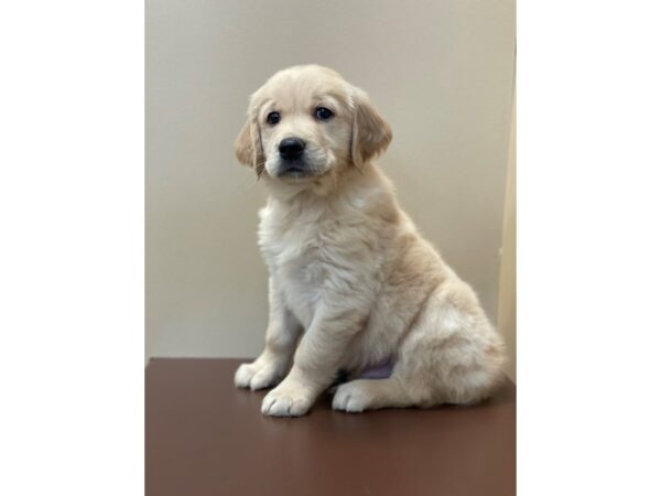 Golden Retriever DOG Male Golden 11408 Petland Henderson, Nevada