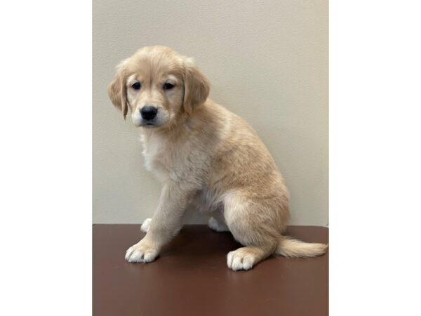 Golden Retriever DOG Female Golden 11407 Petland Henderson, Nevada