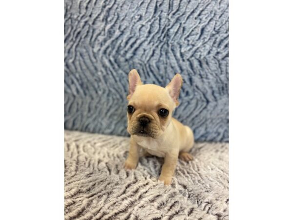 French Bulldog DOG Female Cream 11412 Petland Henderson, Nevada