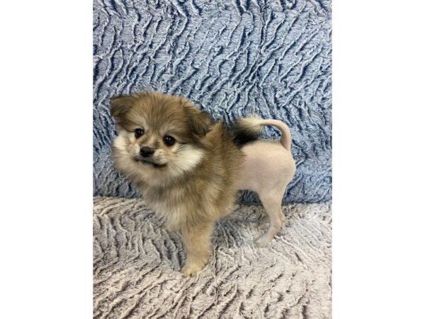 Toi Leo-DOG-Female-Sable-11419-Petland Henderson, Nevada