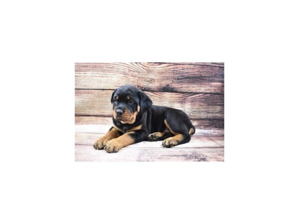 Rottweiler-DOG-Female-Black and Mahogany-11422-Petland Henderson, Nevada