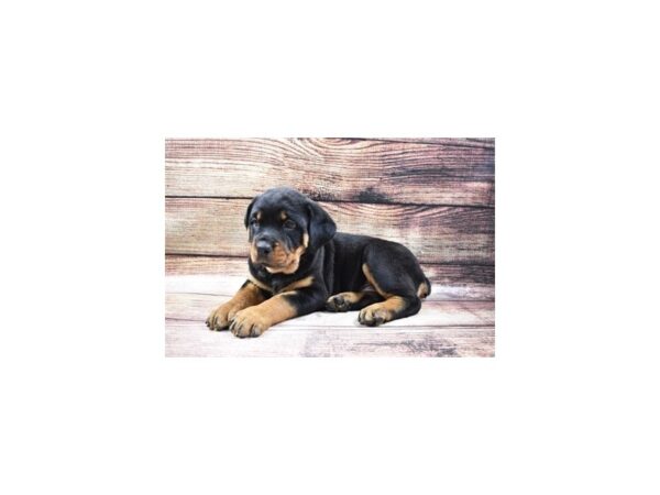 Rottweiler DOG Female Black and Mahogany 11422 Petland Henderson, Nevada