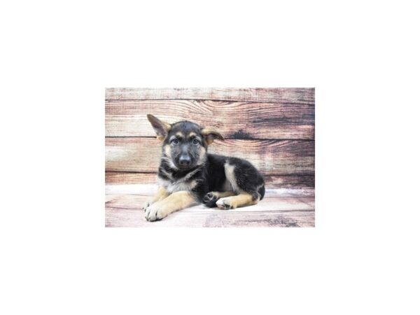 German Shepherd DOG Female Black and Tan 11421 Petland Henderson, Nevada